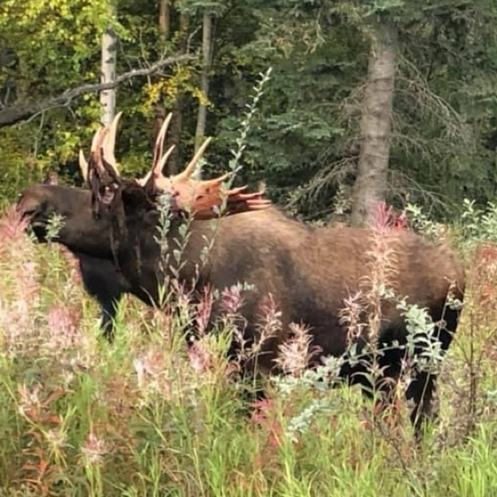 $3 Tank the extra shipping label moose